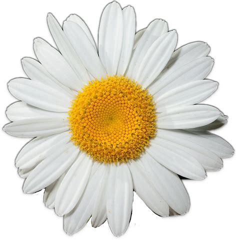 clip art of a daisy|free printable daisy pictures.